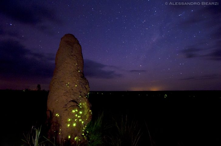 Quando ver a bioluminescência no Parque Nacional das Emas GO