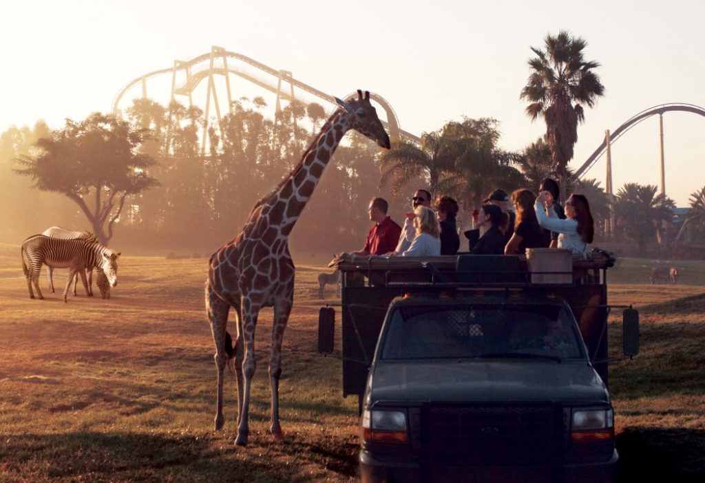 Novo tigre ameaçado chega ao Busch Gardens Tampa Bay